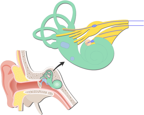 An Image Showing The Bipolar Neurons Inside Inner Ear - Cochlea (721x550)