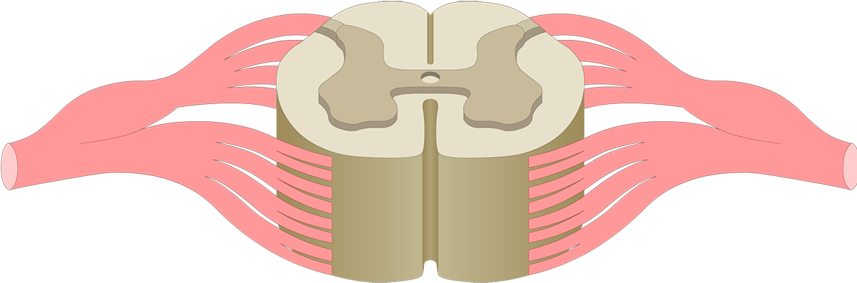 Spinal Cord Segments - Central Canal Spinal Cord (1200x630)