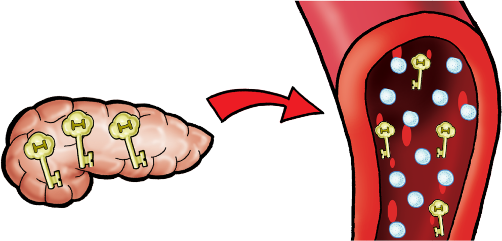 All Women Should Be Tested For Gestational Diabetes - Gestational Diabetes (1024x512)