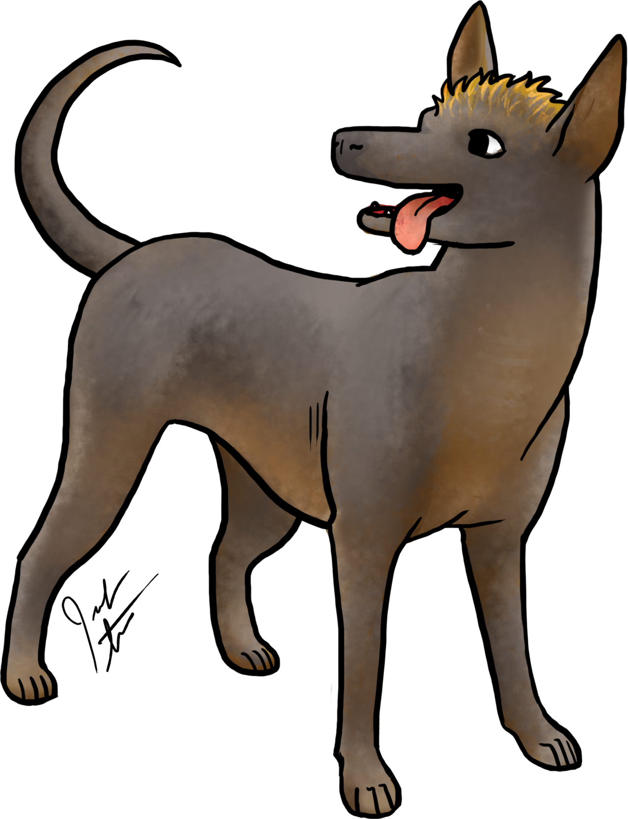 May's Dog Breed Of The Month Is The Xoloitzcouintli, - Mexican Hairless Dog (1280x1669)