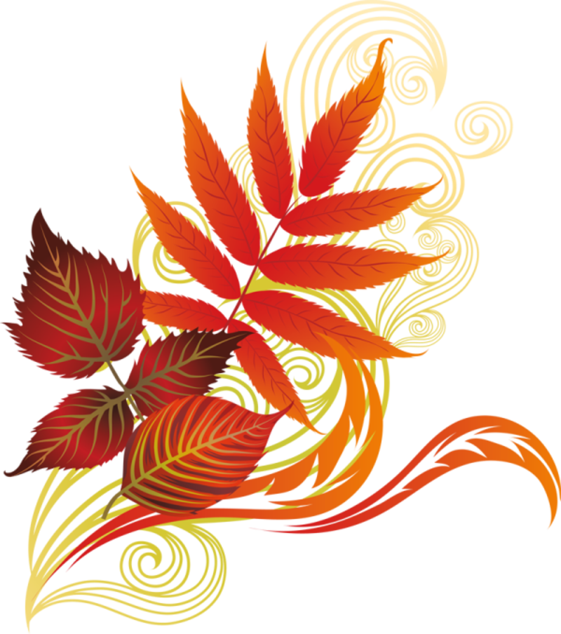 2287583 - Leaf (800x904)