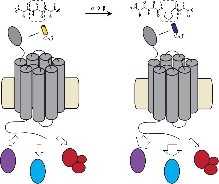Activation Of Gpcrs By Their Cognate Agonists Leads - Activation Of Gpcrs By Their Cognate Agonists Leads (902x760)