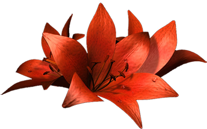 Afogato - Lilie (430x304)