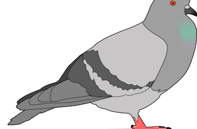 Drawing Pigeon - Pigeon Clip Art (640x420)