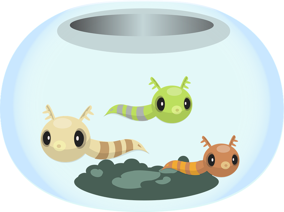 Goldfish Bowl Cliparts 9, - Aquarium (960x718)