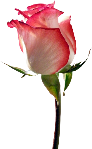 Garden Roses - Others - Garden Roses - Others (421x640)
