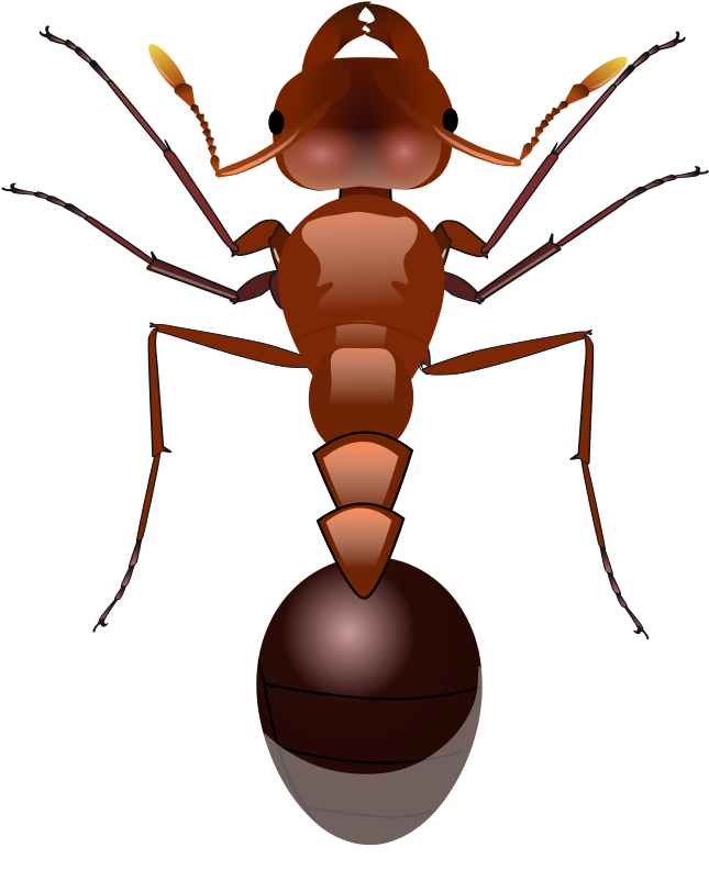 Red Imported Fire Ant Clip Art - Red Imported Fire Ant Clip Art (1856x2308)