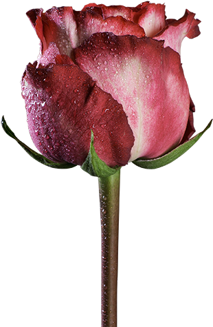 Garden Roses Centifolia Roses Pink Cut Flowers Black - Garden Roses Centifolia Roses Pink Cut Flowers Black (600x600)