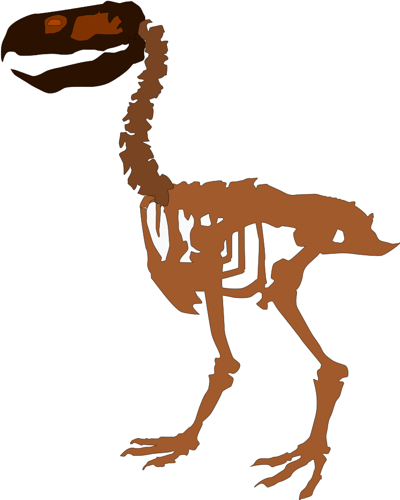 Dinosaur Skeleton Cliparts 28, Buy Clip Art - Paraphysornis (822x1024)