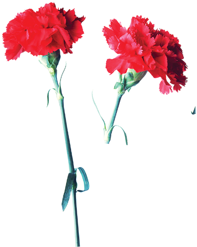 Carnation Garden Roses Flower Mother's Day - Carnation Garden Roses Flower Mother's Day (650x616)