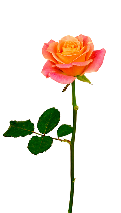 Pink Rose, Free Download Freda Carr - Rose Rose Orangé (408x720)