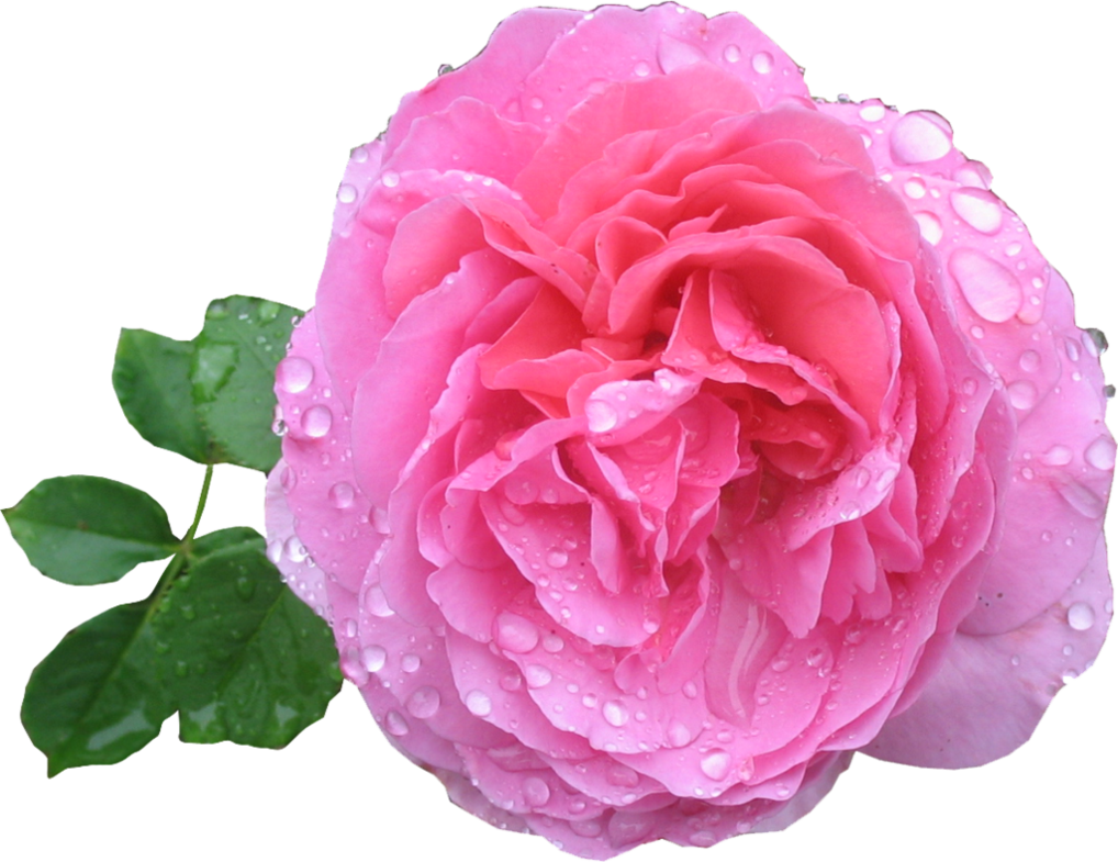 Pink Rose With Dew By Aidana2010 - Pink Rose Png (1018x785)