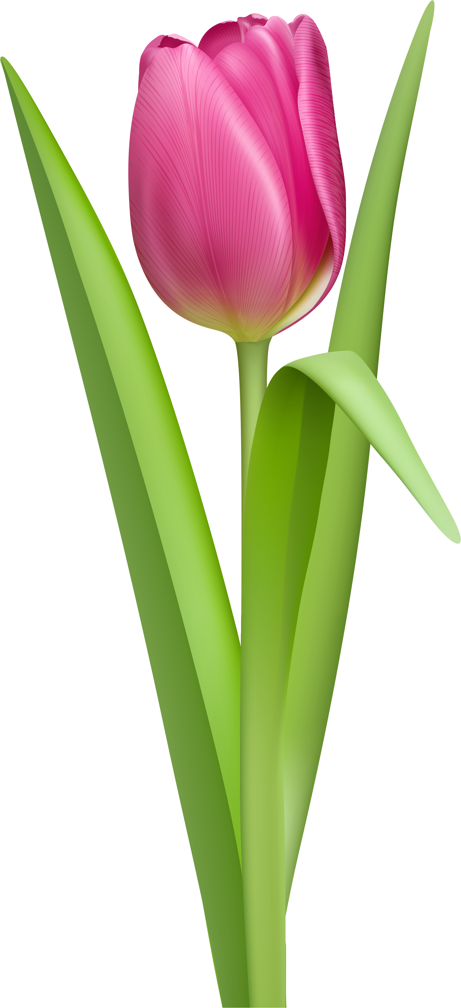 Pink Tulip Clip Art Clipart Free Download - Flower Clipart No Background (1851x4000)