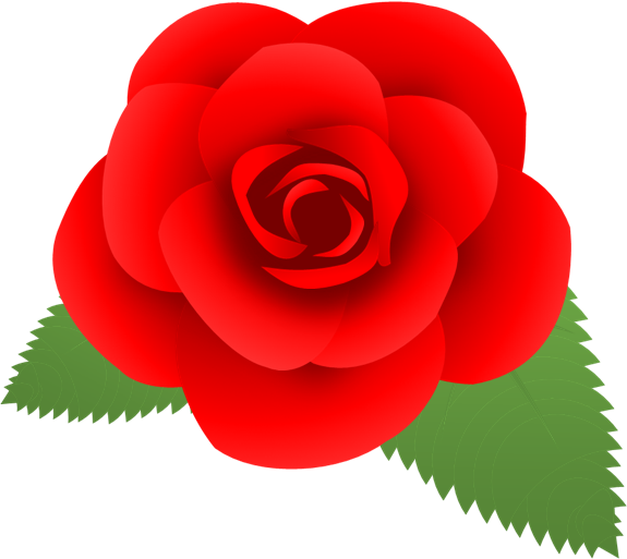 Rose Clip Art Png Rose Clip Art Svg - Japanese Camellia (575x513)