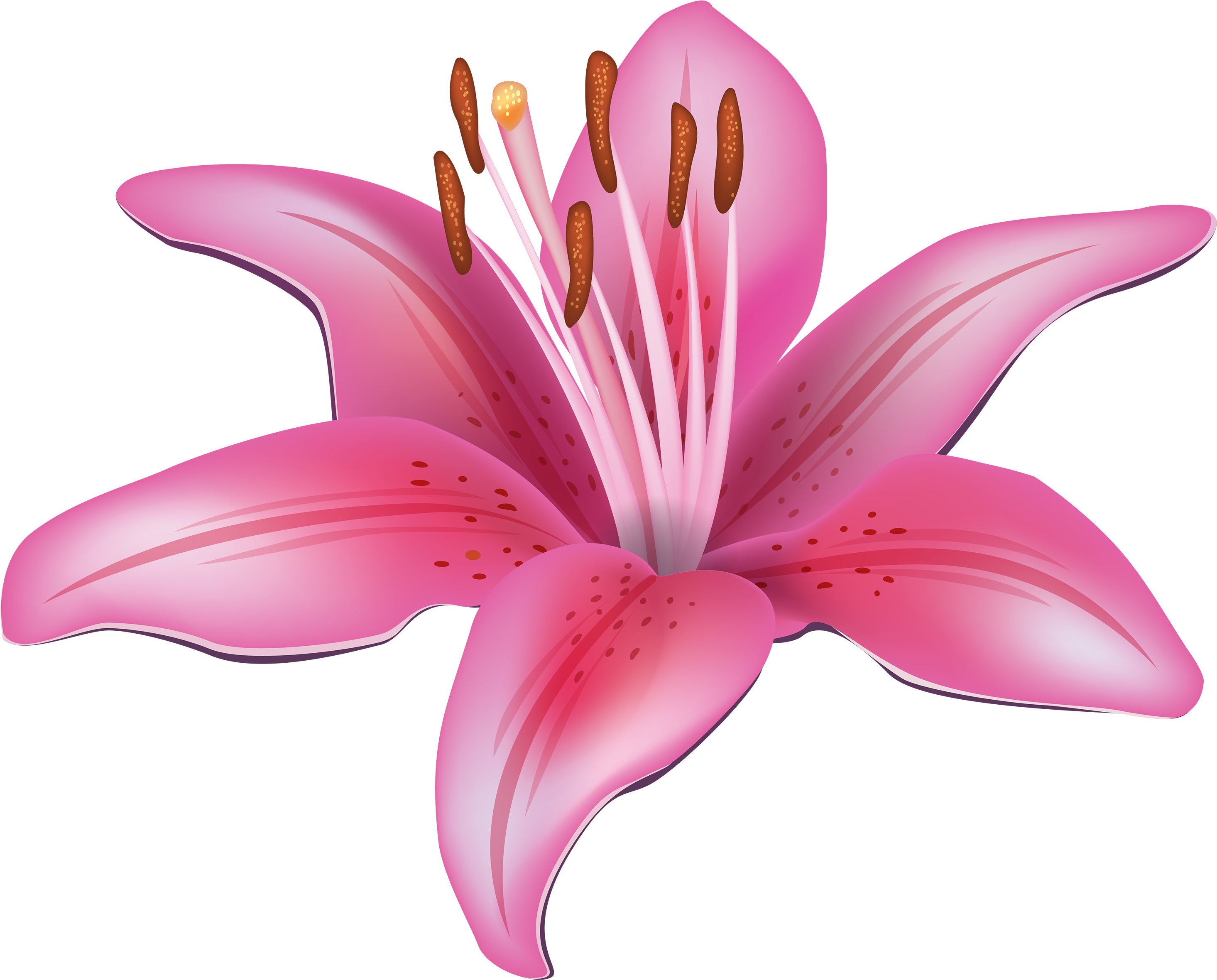 Pink Lily Flower Clipart Web Png - Lilies Clip Art (3000x2415)