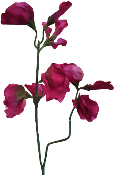 Garden Roses Cut Flowers Moth Orchids Bud - Garden Roses Cut Flowers Moth Orchids Bud (800x600)