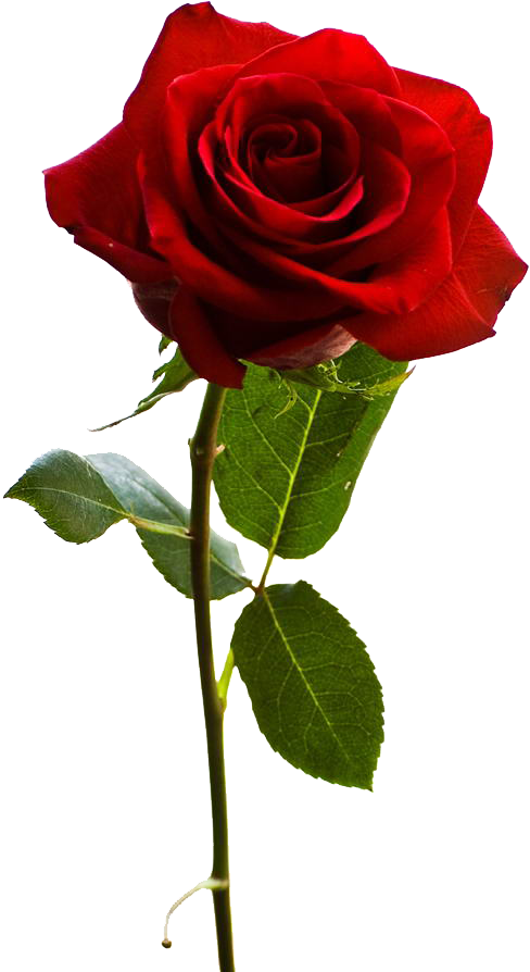 John J Ferry & Sons Funeral Home The Best Of Roses - John J Ferry & Sons Funeral Home The Best Of Roses (1024x965)