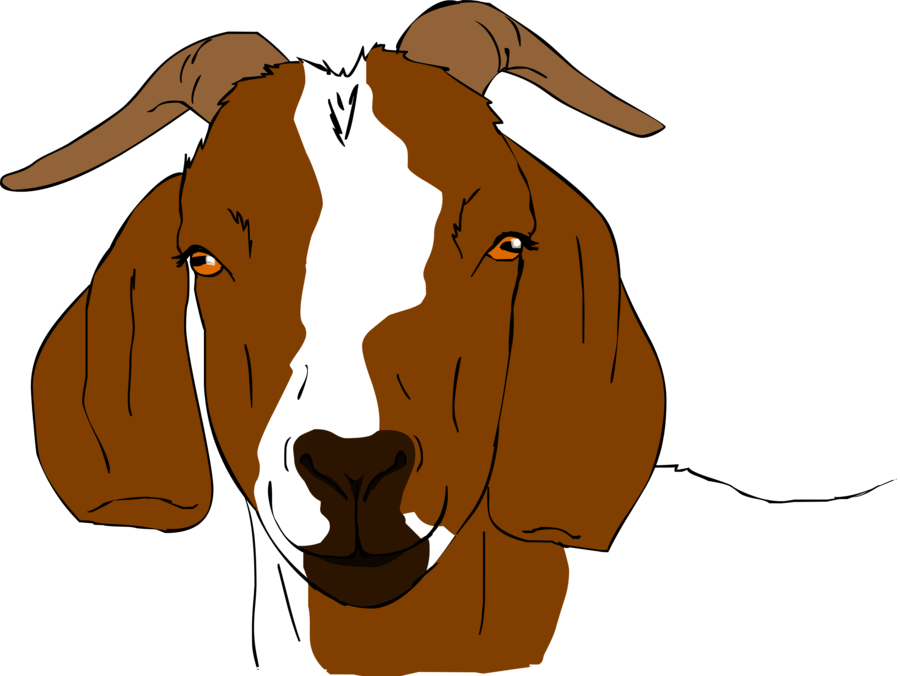Boer Goat Anglo-nubian Goat Drawing Clip Art - Boer Goat Anglo-nubian Goat Drawing Clip Art (900x676)