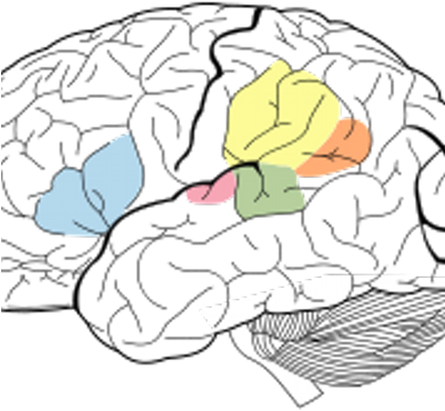 Exeter Stroke Team - Lobes Of The Brain (400x400)