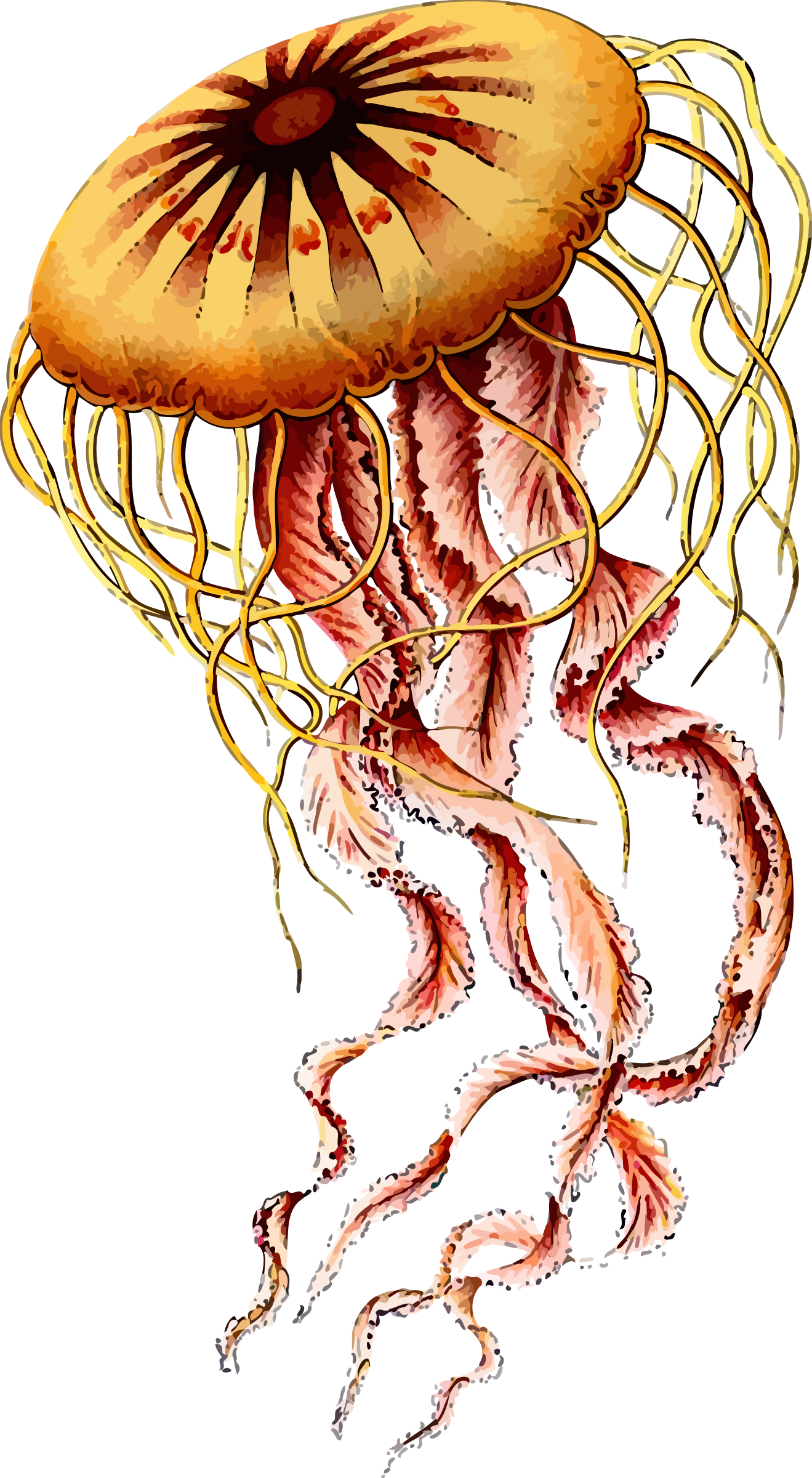 Chrysaora Hysoscella Jellyfish (1319x2400)