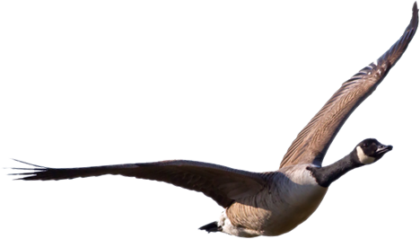 Goose Transparent Png - Goose Transparent (468x266)