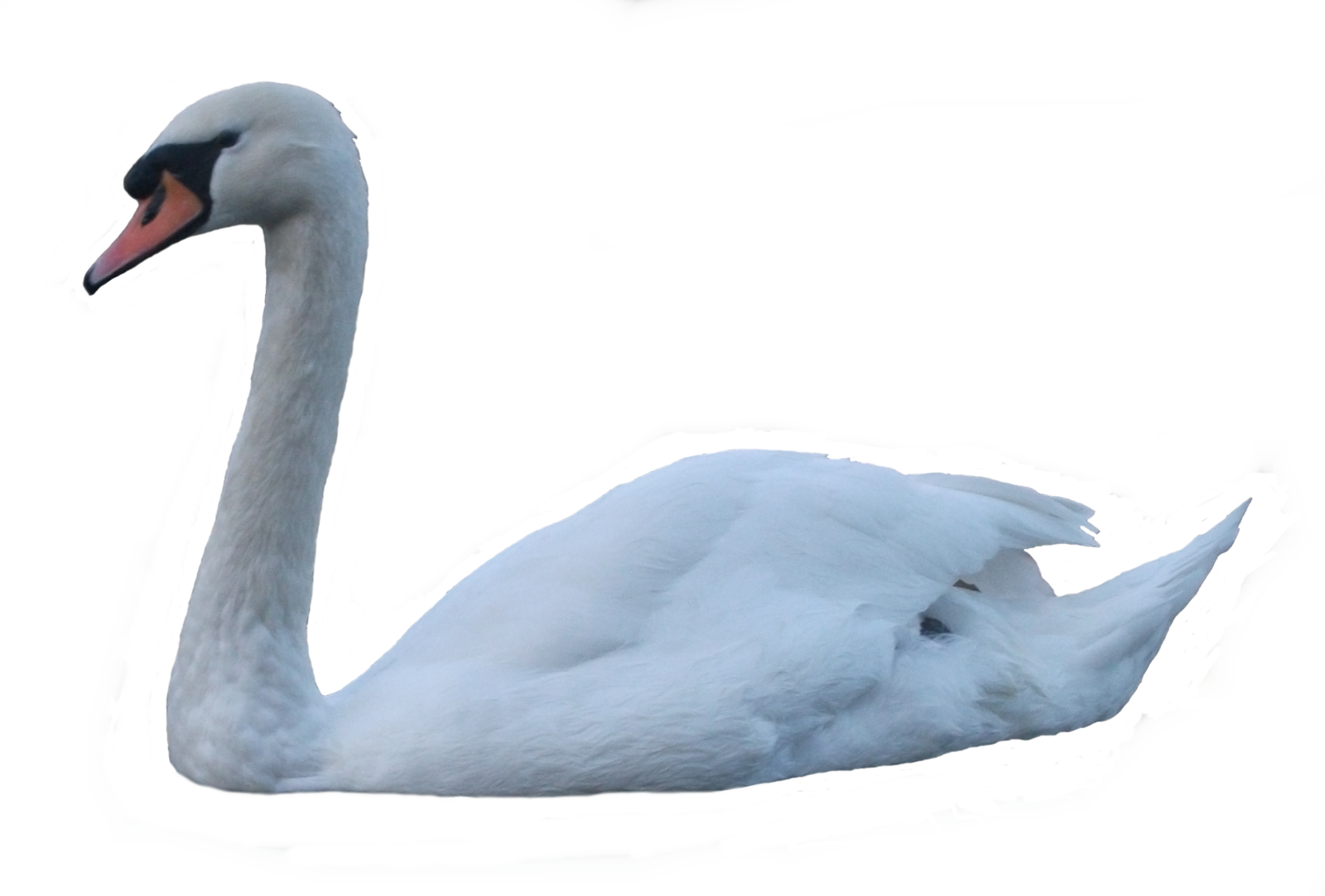 Swan - Transparent Swan Png (1600x1082)