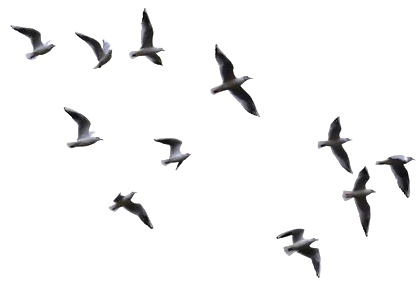 Bird Clip Art - Some Flying Bird Png (564x510)