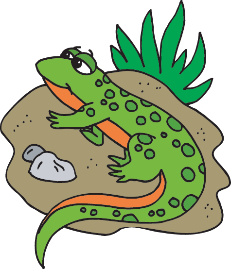 Find The Newt - Salamander (475x554)