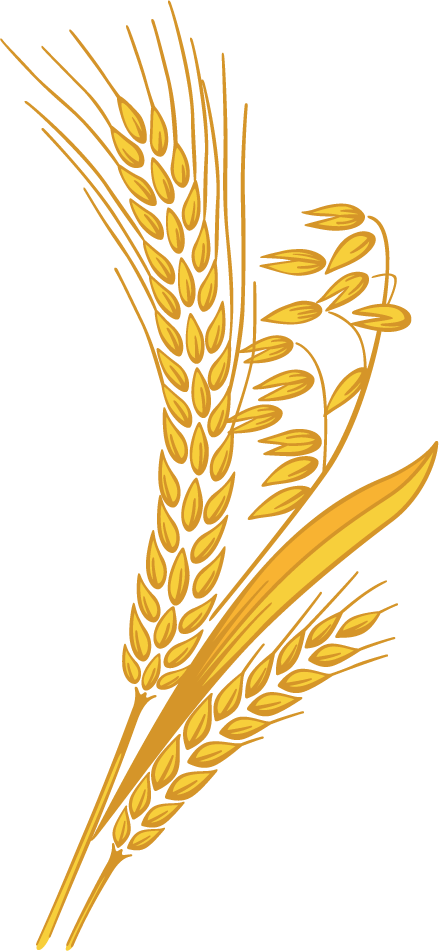 Wheat Png - Wheat Clipart Transparent Background (439x951)