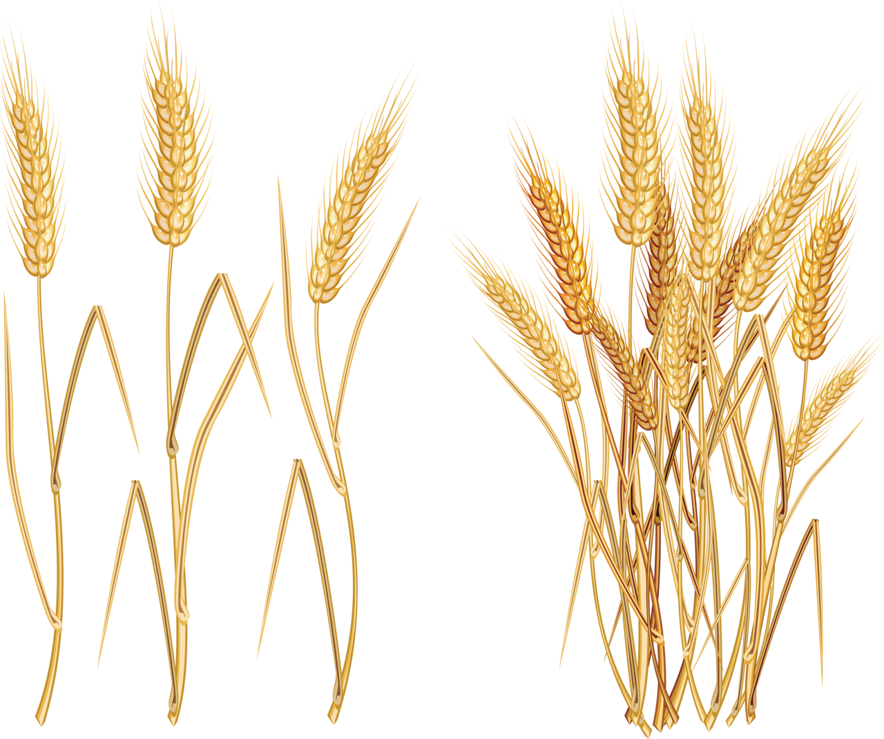 Ears Of Wheat Oat Rye And Barley Royalty Free Vector - Wheat Vector Free (1280x1070)