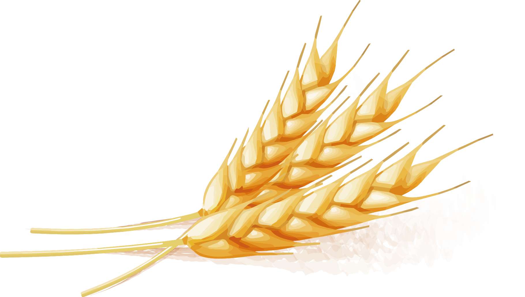 Wheat - Wheat Vector - Wheat (1820x1030)