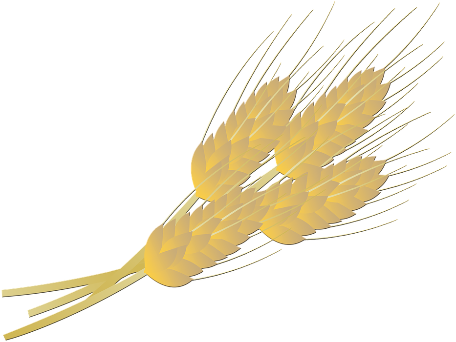 Wheat Vector Free 28, - Dandelion (949x720)