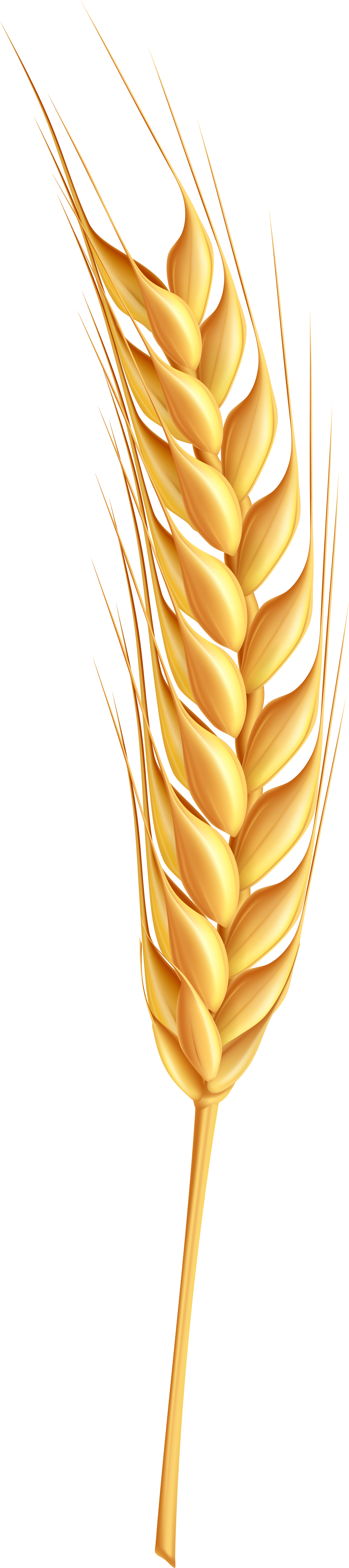 Coeliac Disease: What You Need To Know (1898x8000)