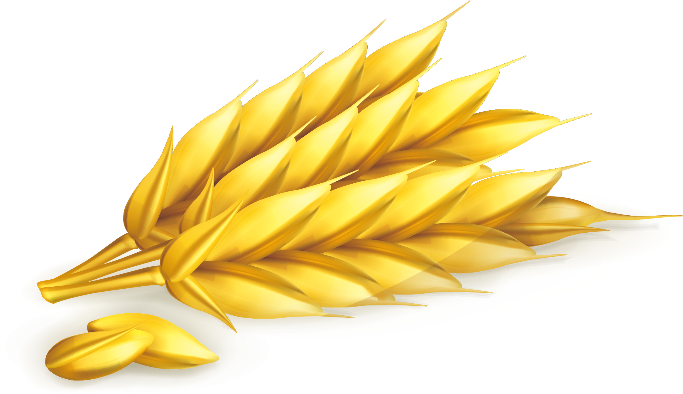 Milk Breakfast Cereal Common Wheat - Milk Breakfast Cereal Common Wheat (2327x1430)