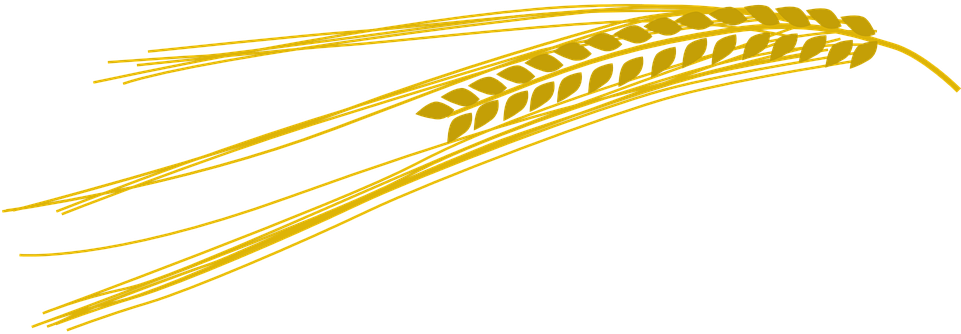 Free Wheat Vector 20, - Barley Clip Art (960x480)