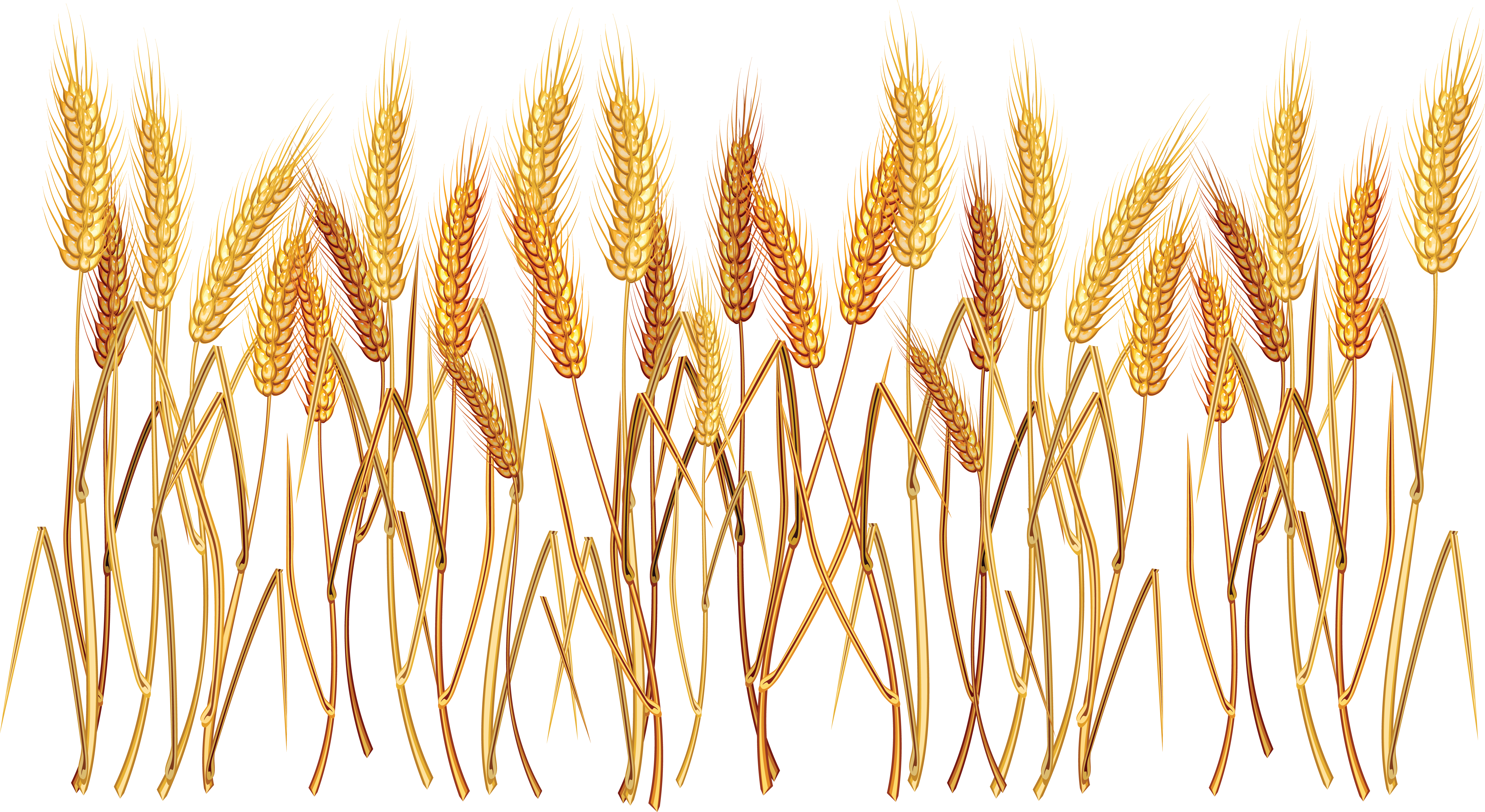 Wheat Crown Vector Png Wheat Png Images Free - Wheat Png (5730x3133)