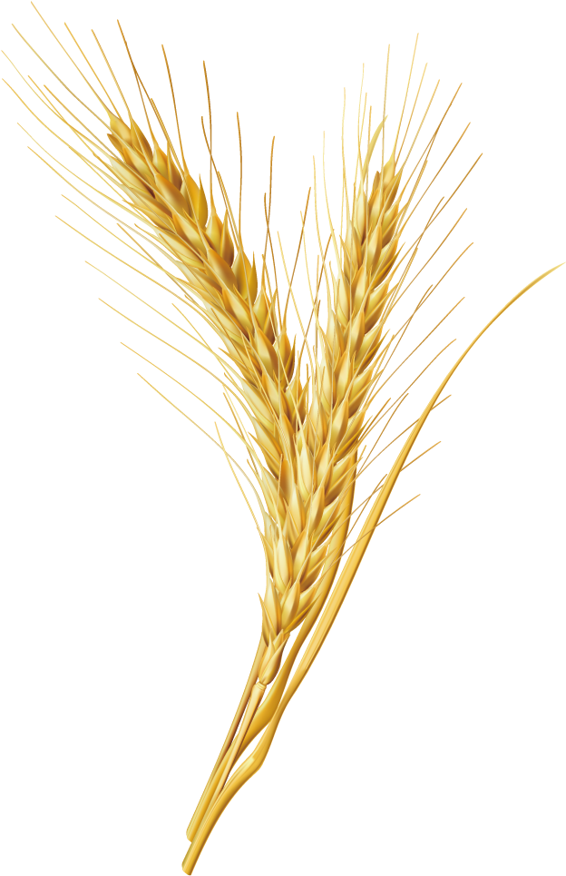 Emmer Cereal Grain - Cereal (1000x1000)