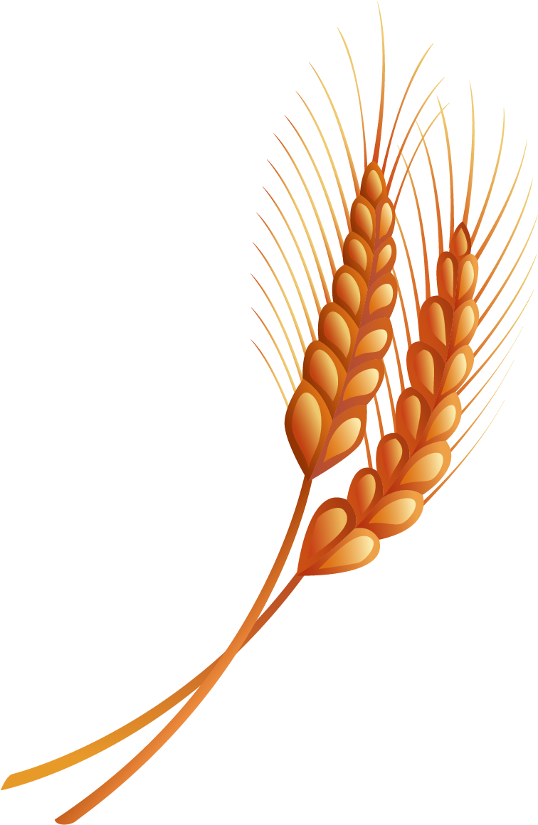 Hand Drawn Vector Material Wheat - Wheat (1240x1251)