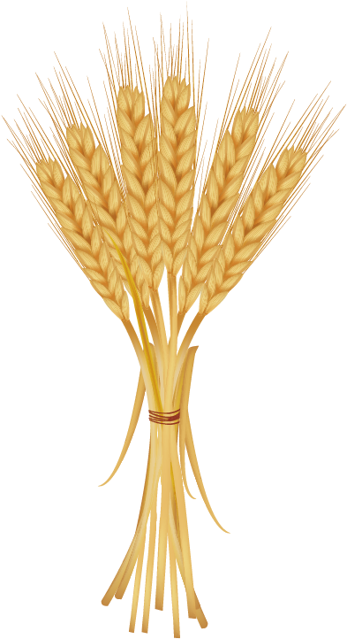 Common Wheat Ear Clip Art - Common Wheat Ear Clip Art (496x889)