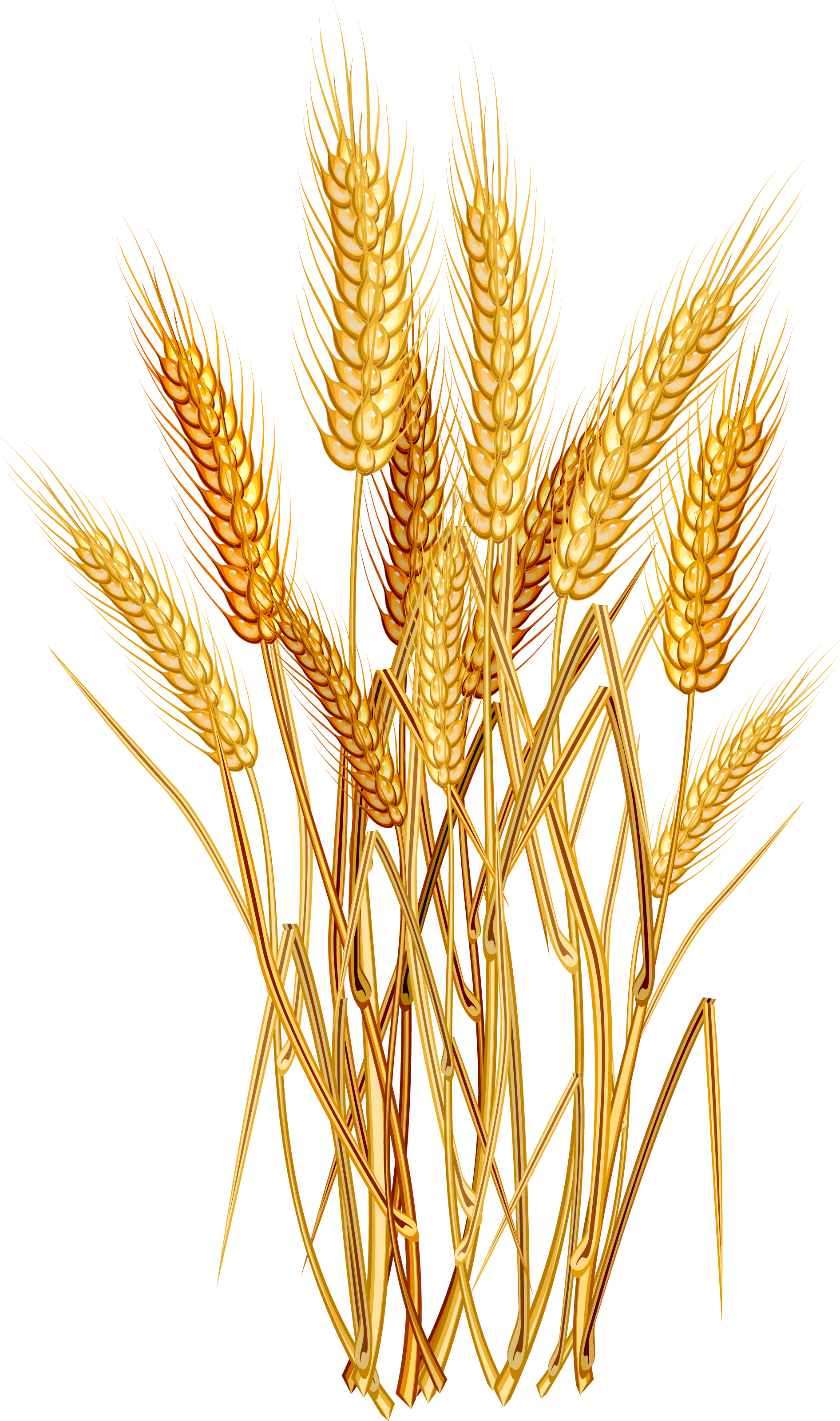 Wheat Euclidean Vector Clip Art - Wheat Png (1926x3197)