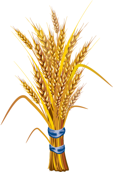 Wheat Stock Illustration Illustration - Cereal Grains: Evaluation, Value Addition And Quality (842x596)