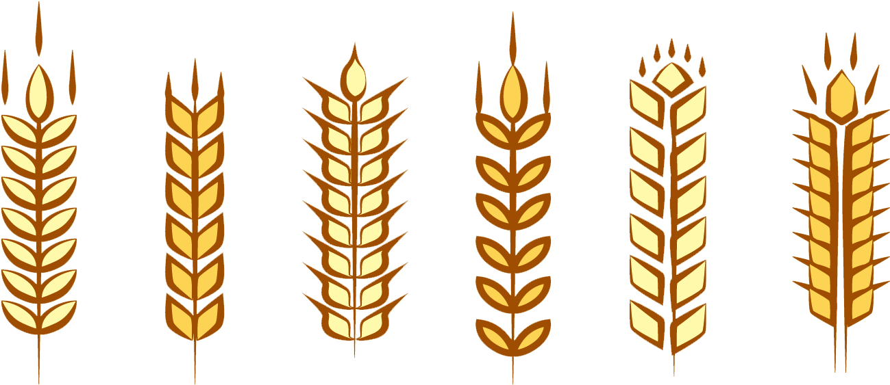 Maize Euclidean Vector Wheat Ear - Ear (1400x980)