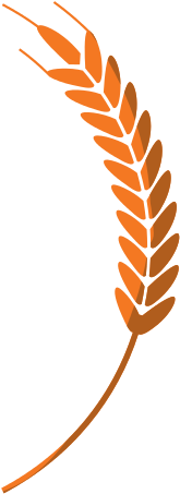 Ears Of Wheat Icon - Spiga Di Grano Vettoriale (550x550)