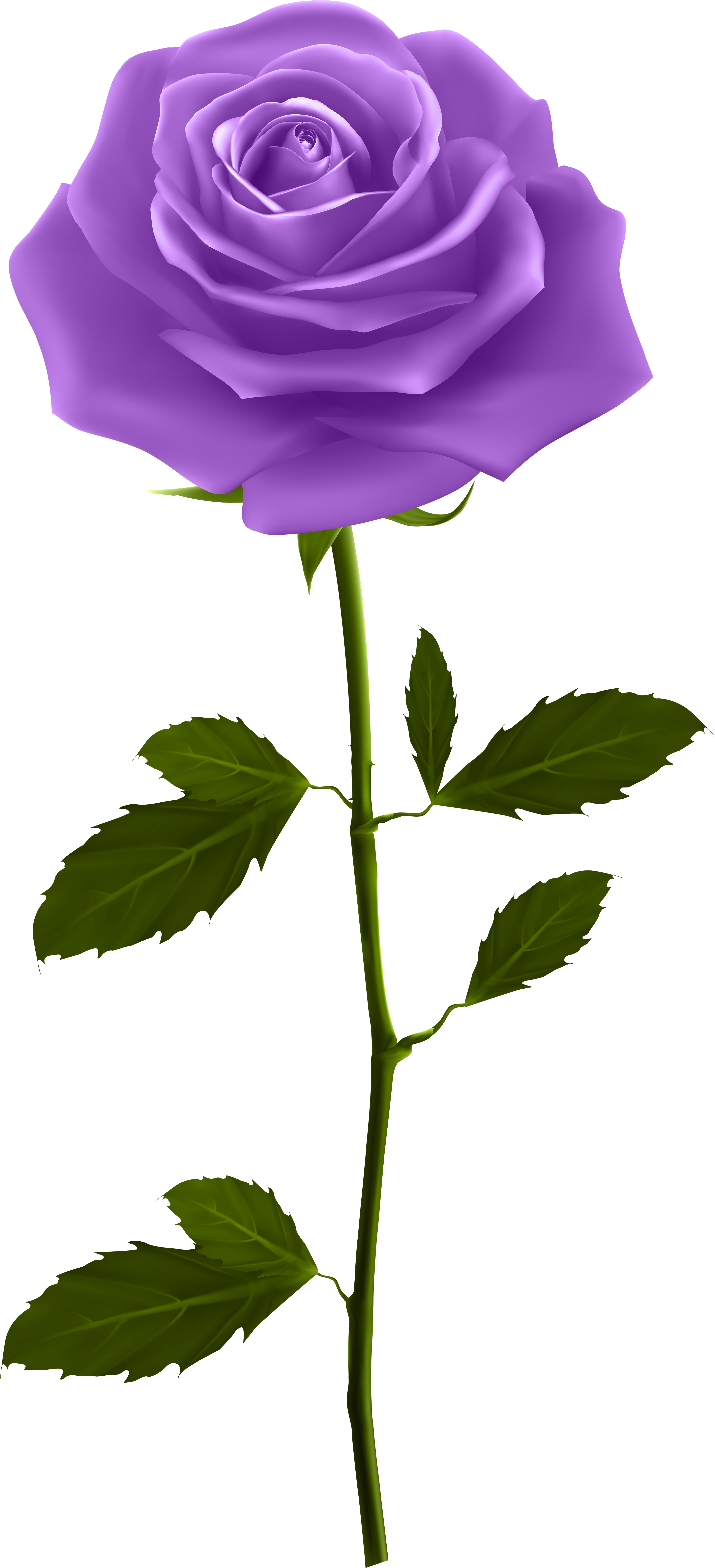 Purple Rose With Stem Png Clip Art Image Ðîçû - Good Morning Gif For Whatsapp (3740x8000)