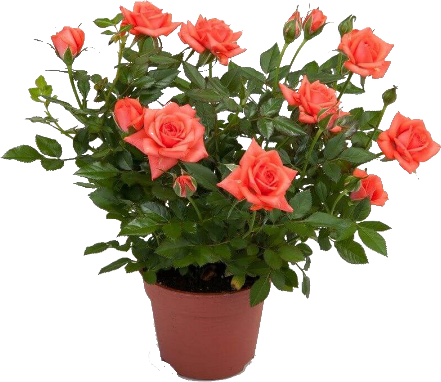 Rose Png Cutout Plant - Кустистая Роза В Горшке (900x900)