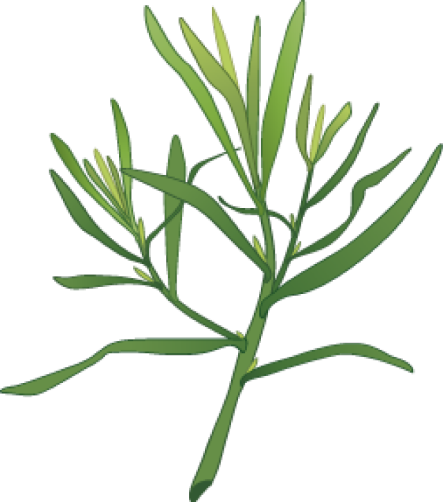 Clip Art Of Spices And Herbs - Dill Plant Clipart (640x726)