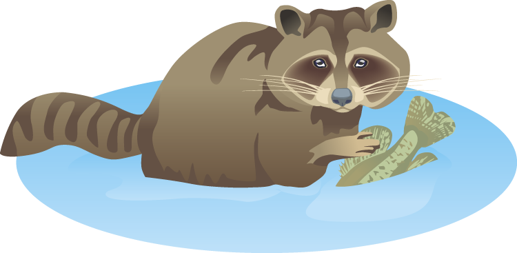 Fishing Clipart Raccoon - Raccoon (750x367)