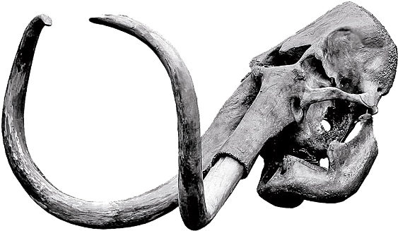 Mammoth Skull (600x375)