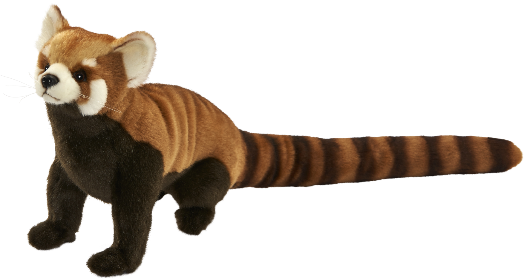 Red Panda Giant Panda Animal Paw Dog Breed - Red Panda Giant Panda Animal Paw Dog Breed (2048x1268)