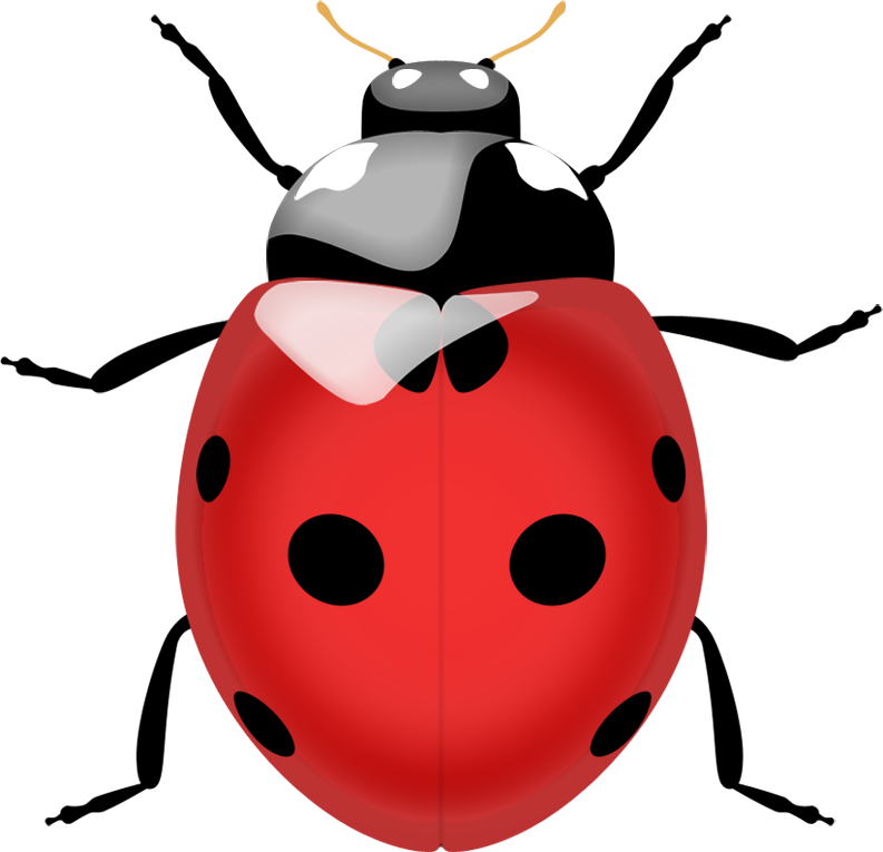 True Bug Png Pic - Ladybug Png (793x765)